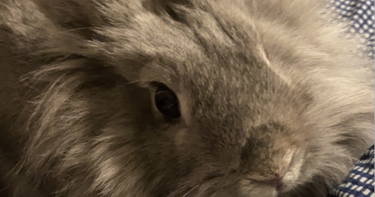 Free bunny! for Free in Seattle, WA Finds — Nextdoor
