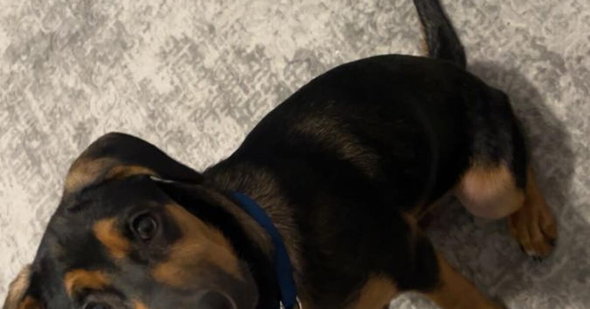 5 month old puppy for 70 in Cartersville, GA For Sale & Free — Nextdoor