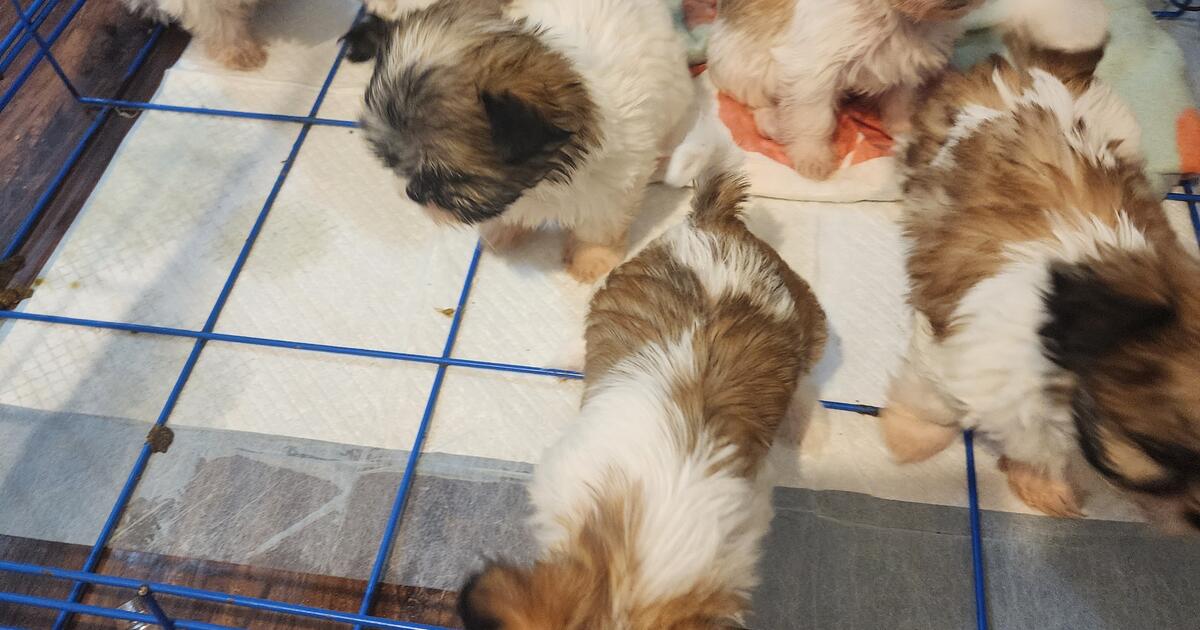 Puppies for sale shihtzu and bichon for 400 in Shippensburg, PA For