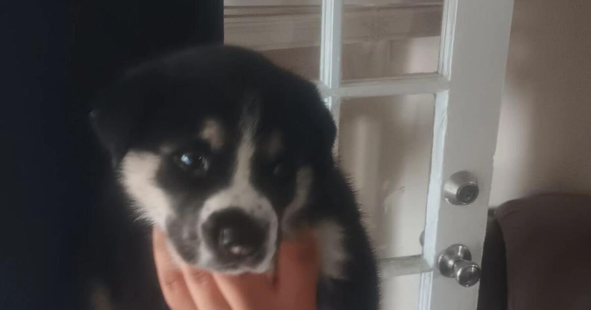 Husky Mix Puppies for Free in Burleson, TX For Sale & Free — Nextdoor