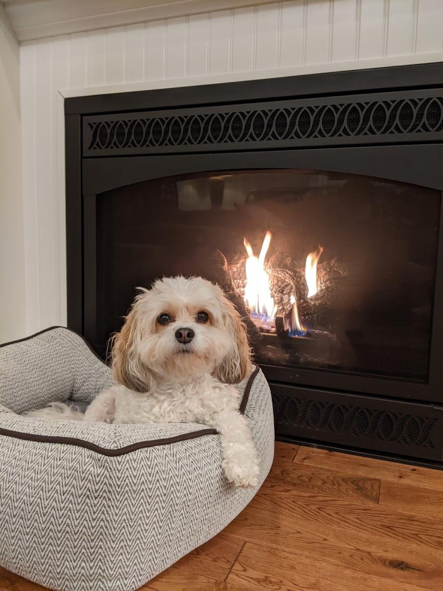 Poodie's Pet Palace - Renton, WA - Nextdoor