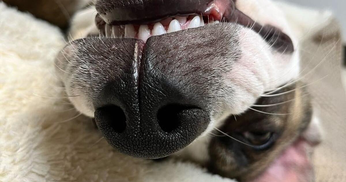 Rehoming 9 Month Old Puppy For Free In San Antonio TX For Sale rehoming-9-month-old-puppy-for-free-in-san-antonio-tx-for-sale