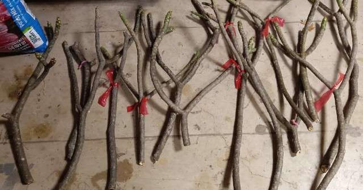 Plumeria Cuttings for 15 in San Antonio, TX Finds — Nextdoor