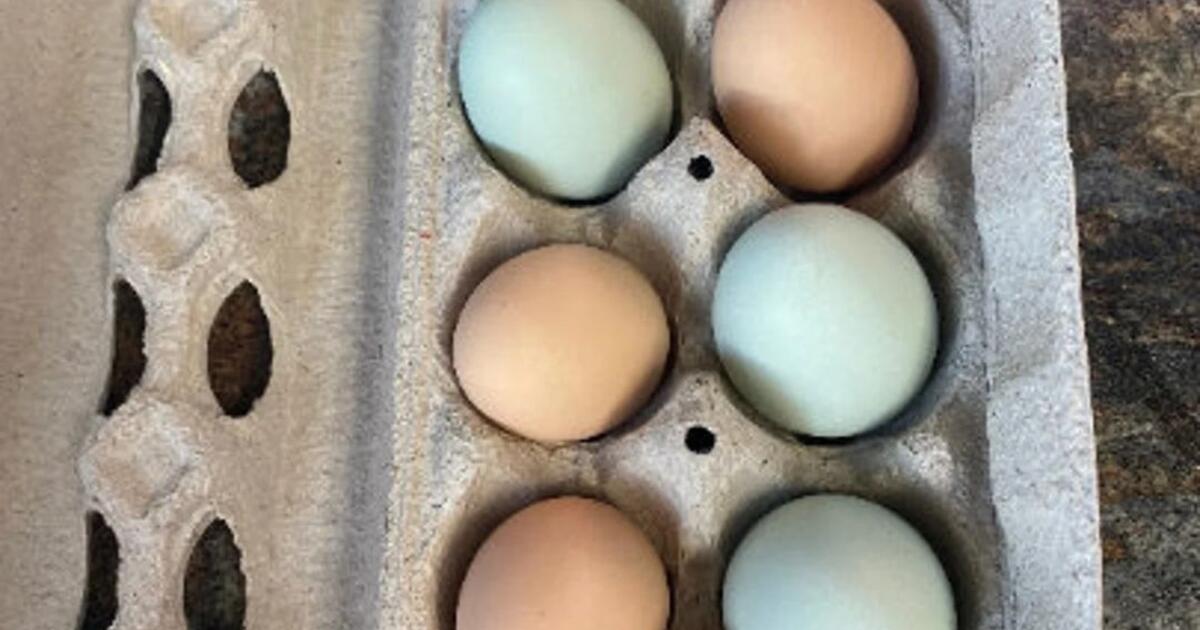 REAL Easter Eggs Farm Fresh for 5 in Sun City, AZ For Sale & Free — Nextdoor