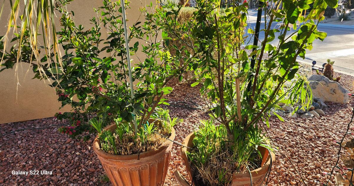 Meyer Lemon Tree For Sale