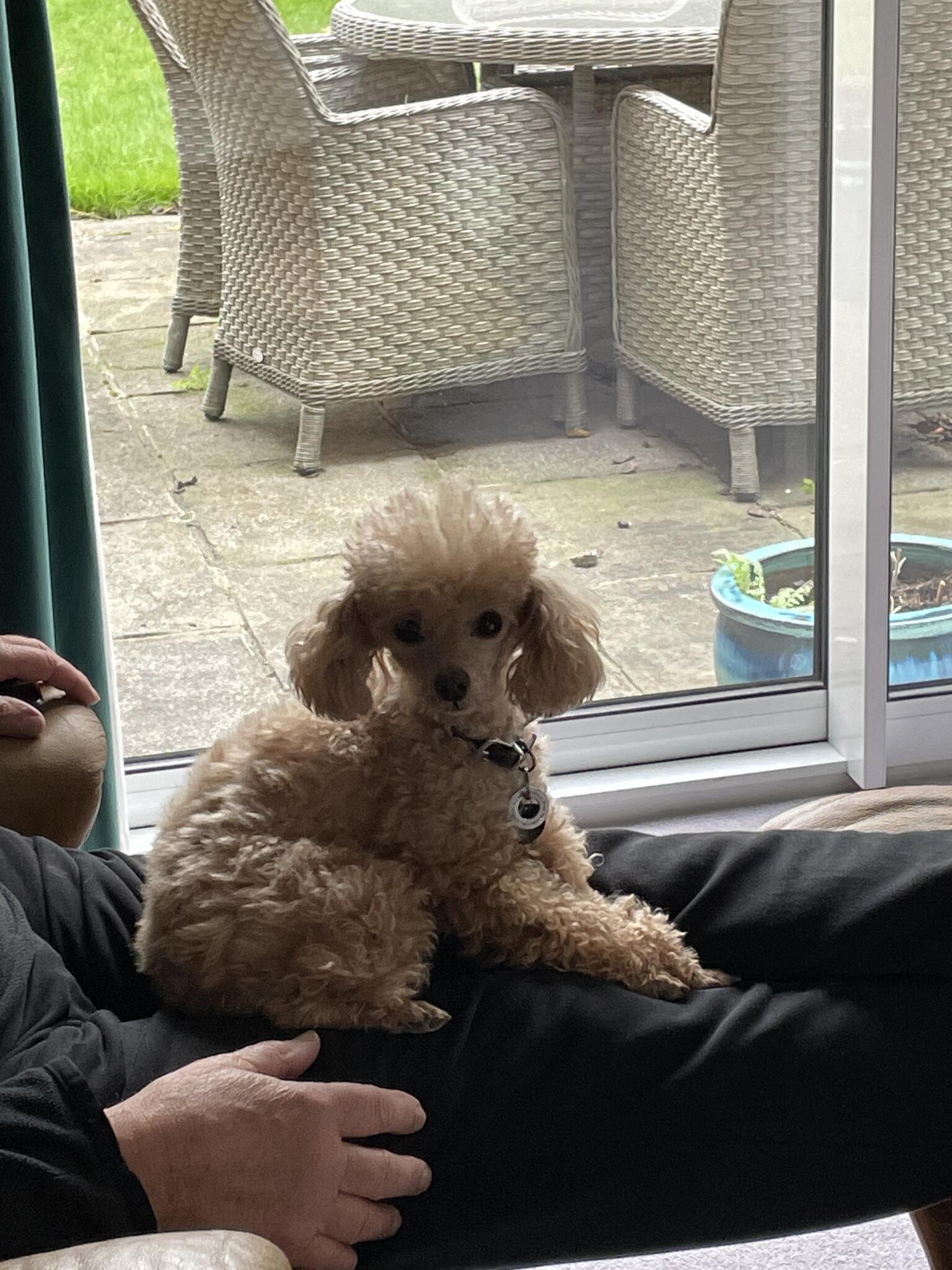 Shepperton, England | News, Crime, Lost Pets, Free Stuff