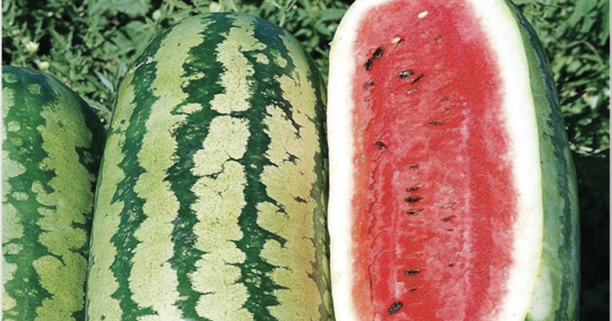 Jubilee Watermelon Seedlings for 6 in Mableton, GA Finds — Nextdoor