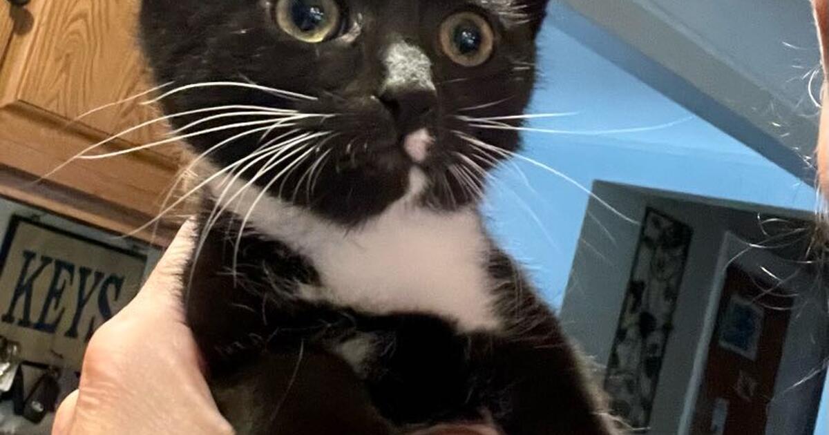 Kittens for 100 in Milford, OH For Sale & Free — Nextdoor