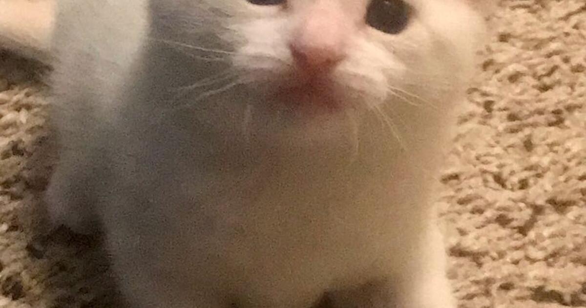 Kittens, Selection of male and female. 8 weeks of age for 25 in Erie