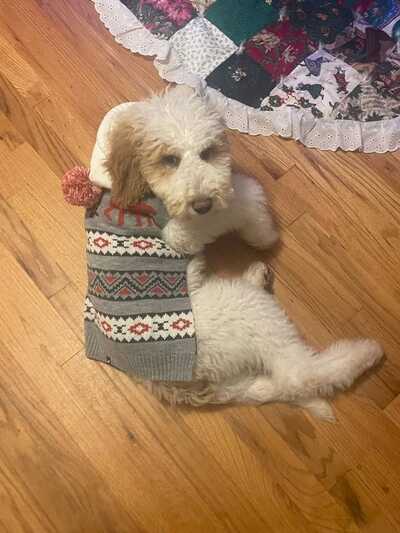 Briar 2024 ridge goldendoodles