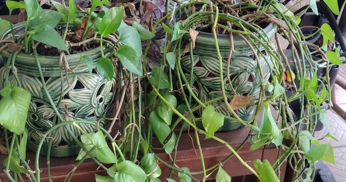 FREE PLANTS in Zephyrhills, FL For Sale & Free — Nextdoor