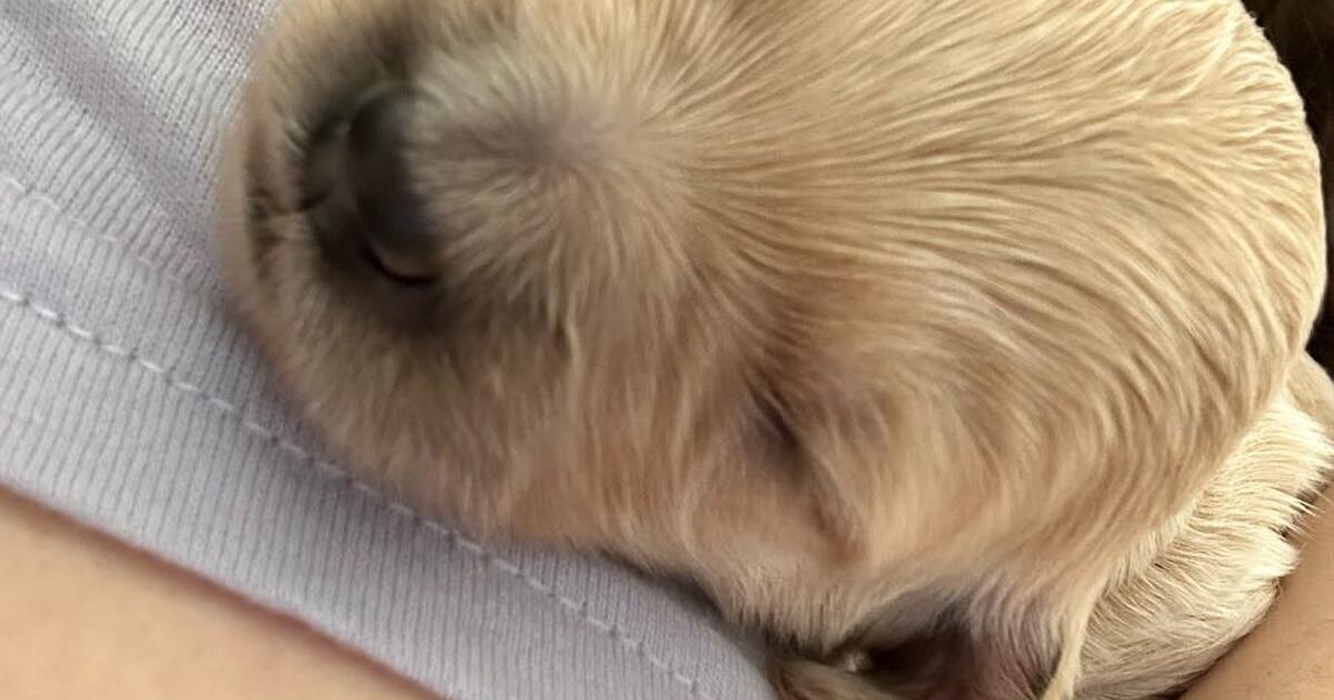 Goldendoodle puppies for 2 in Bakersfield, CA For Sale & Free — Nextdoor