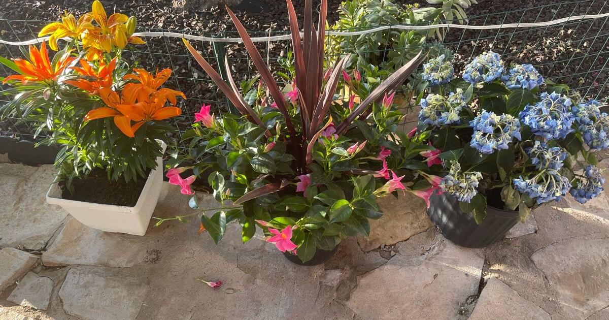 Flowers for 25 in Las Cruces, NM Finds — Nextdoor