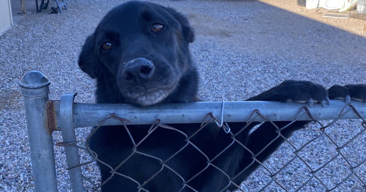 Home for our dog for Free in Fort Mohave, AZ For Sale & Free — Nextdoor