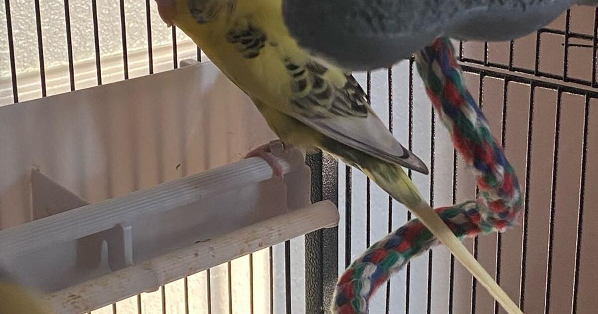 Looking to rehome my 3 birds in Dunnellon, FL For Sale & Free — Nextdoor