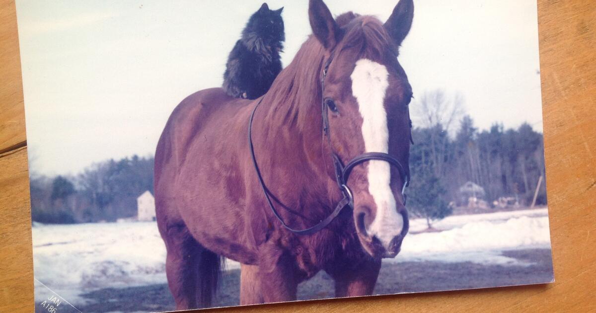 horse show ribbons for Free in Elverson, PA For Sale & Free — Nextdoor