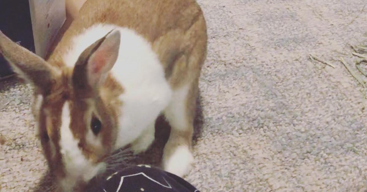 Bunny looking for a new home for 15 in Vancouver, WA For Sale & Free