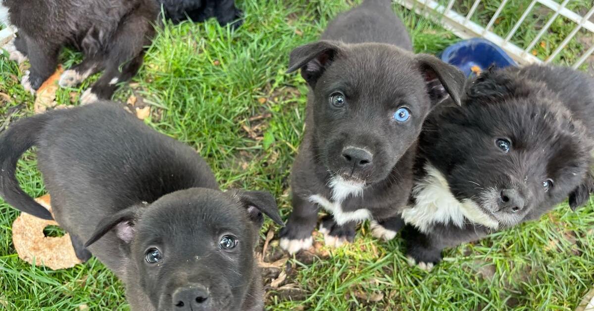 Puppies for 50 in Rayville, MO For Sale & Free — Nextdoor