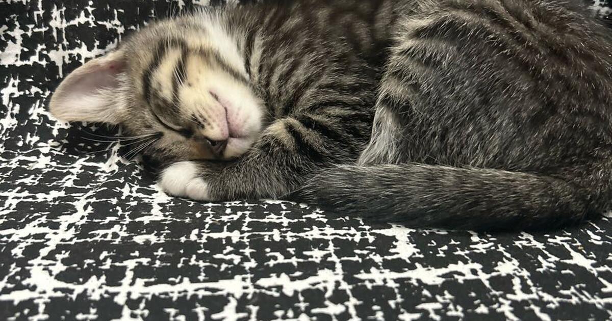 Kittens for Free in Vancouver, WA For Sale & Free — Nextdoor