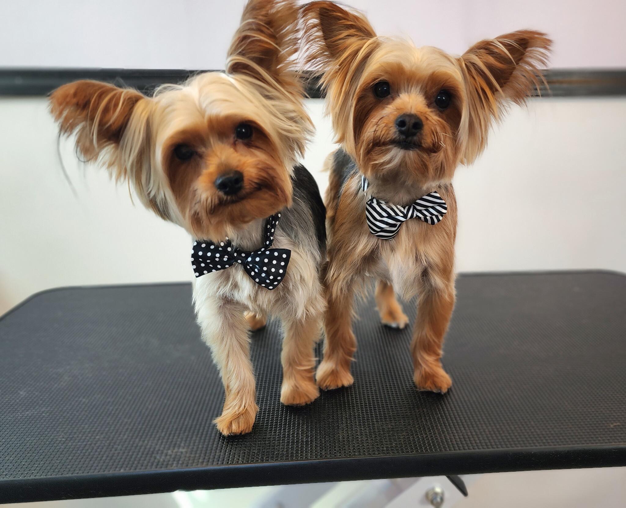 Posh sales pets grooming