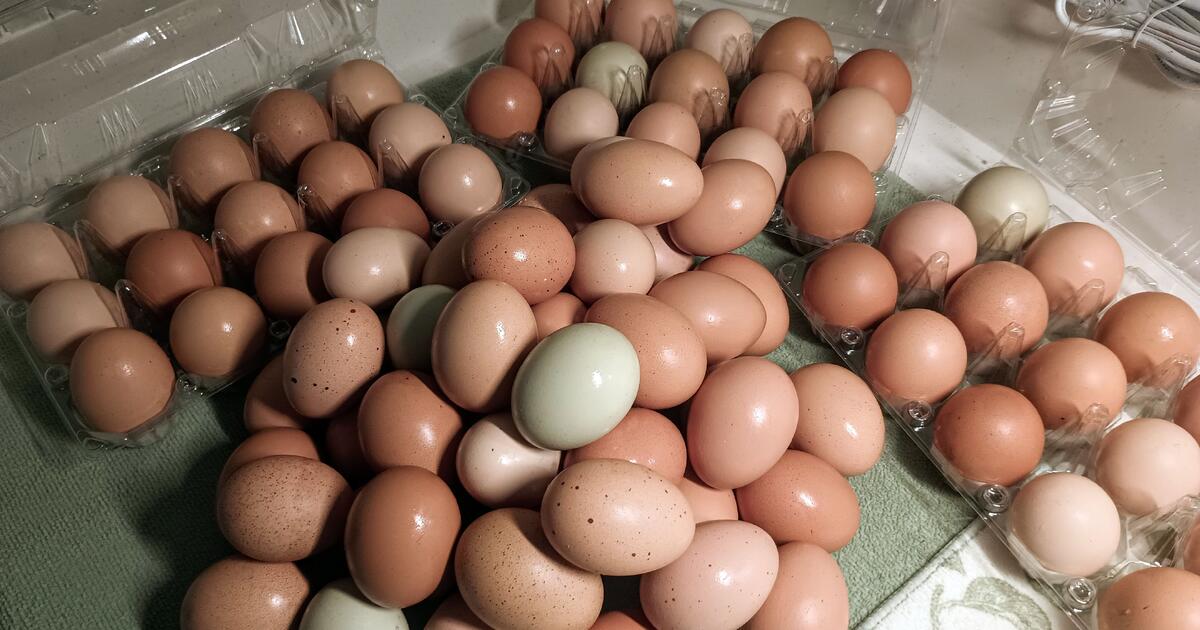 Fresh Unwashed Eggs for 2 in Bonita Springs, FL For Sale & Free — Nextdoor