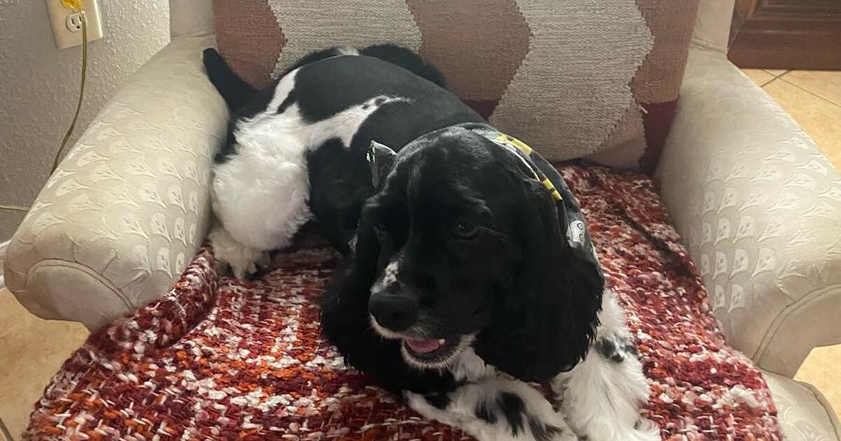 Rehoming a Dog in Kissimmee, FL Finds — Nextdoor