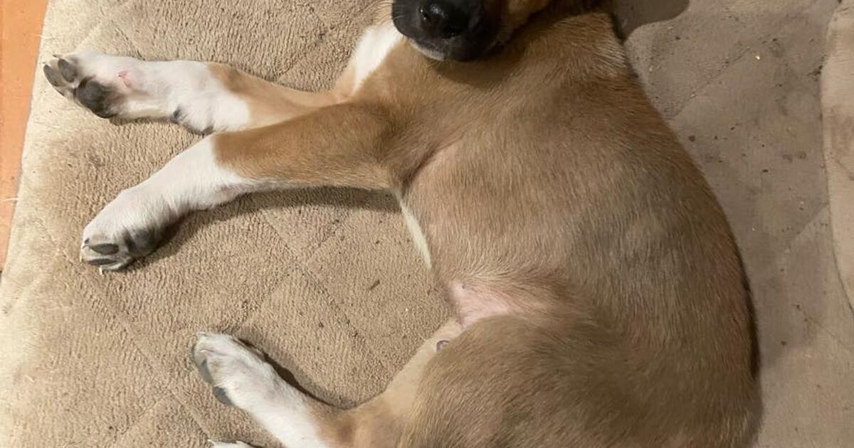 Lab mix puppy for Free in Leander, TX For Sale & Free — Nextdoor