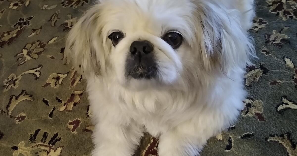 I Am Looking For A Free Small Dog For Free In Vancouver WA Finds i-am-looking-for-a-free-small-dog-for-free-in-vancouver-wa-finds