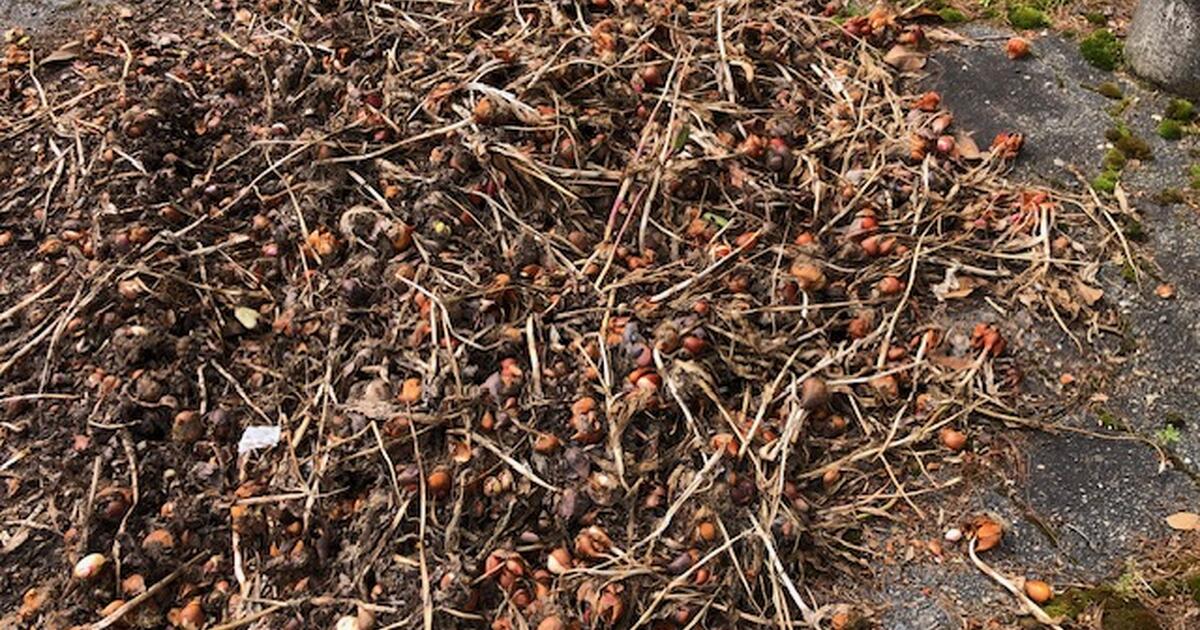 Tulip bulbs for free in hendersonville nc for sale free nextdoor