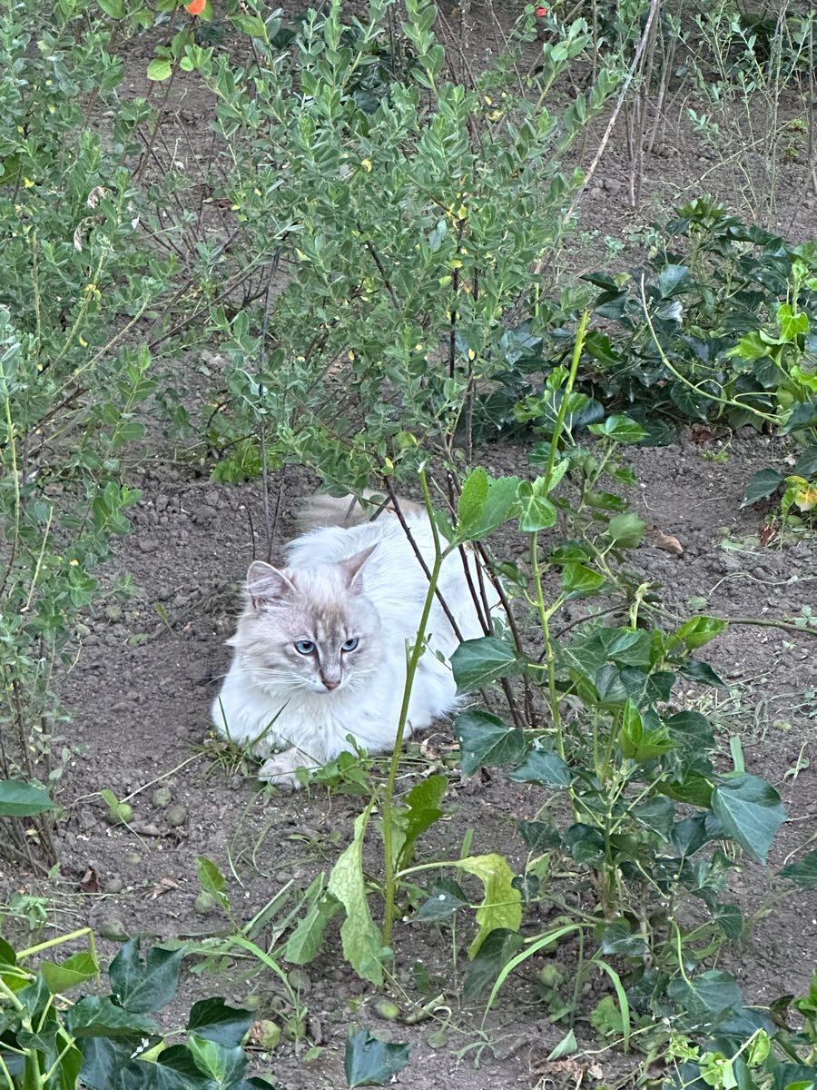 Hoi, ik zie deze kat steeds vaker in onze straat.