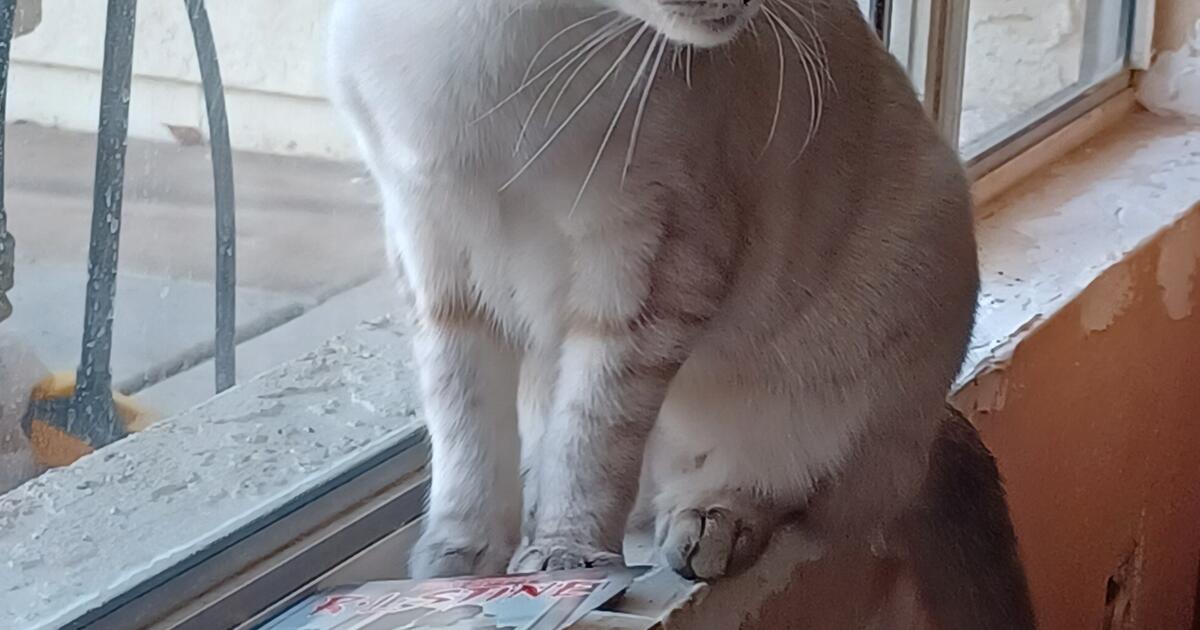 Beautiful 6 month old Siamese Cream colored with stripes on legs and ...