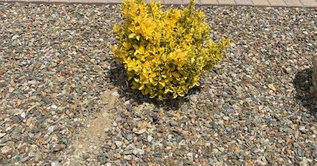 Free Shrubs Mingus West Subdivision for Free in Prescott Valley, AZ