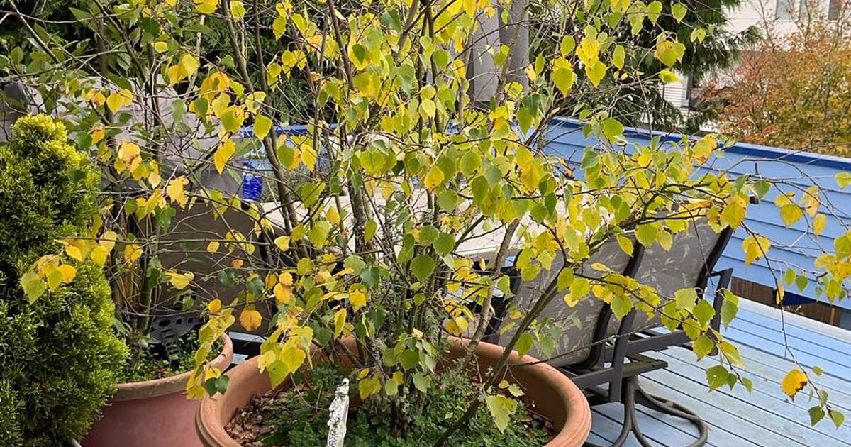 Free birch tree for Free in Seattle, WA For Sale & Free — Nextdoor