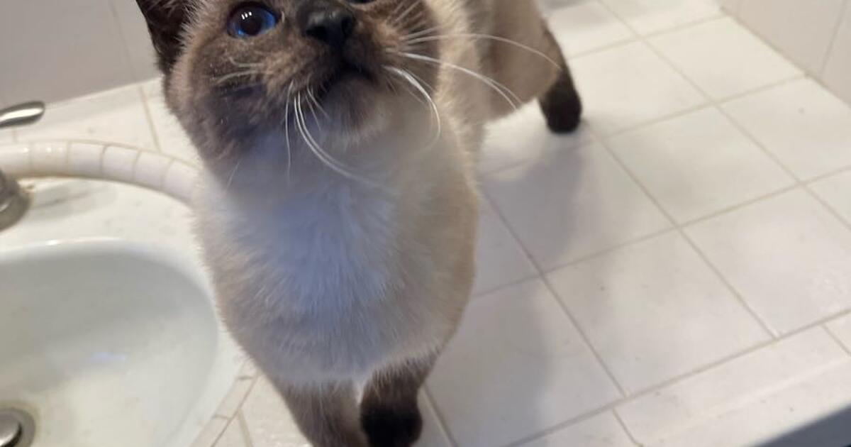 Rehoming for my cats for Free in Fresno, CA For Sale & Free — Nextdoor