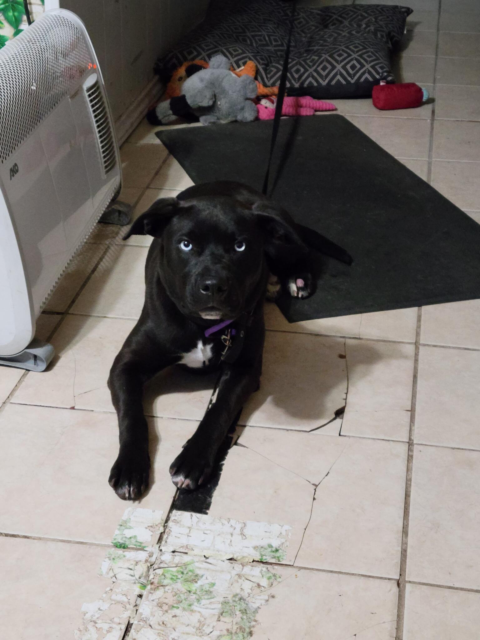 Rehome Dog for Free in Quinlan, TX For Sale & Free — Nextdoor