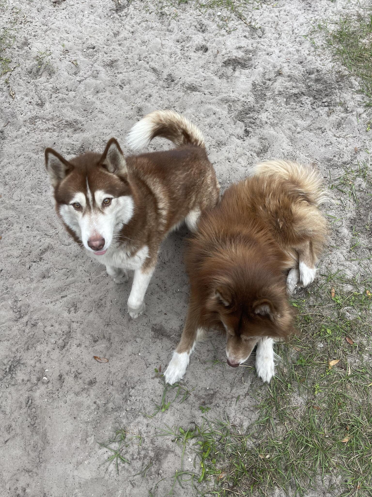 Siberian Husky for Free in Orlando, FL For Sale & Free — Nextdoor