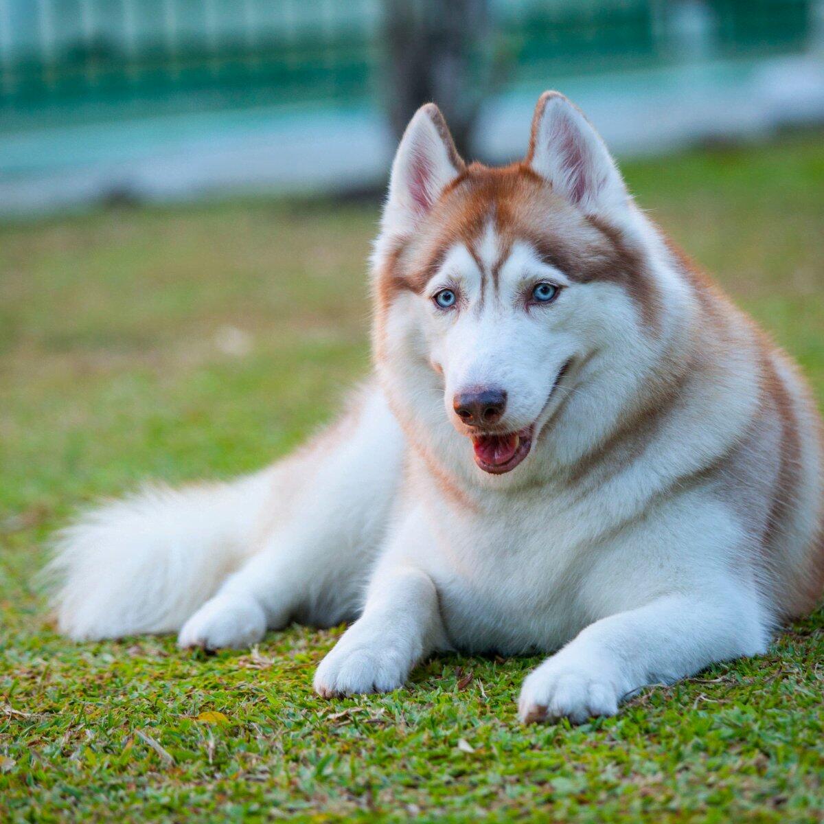 Shear joy shop dog grooming