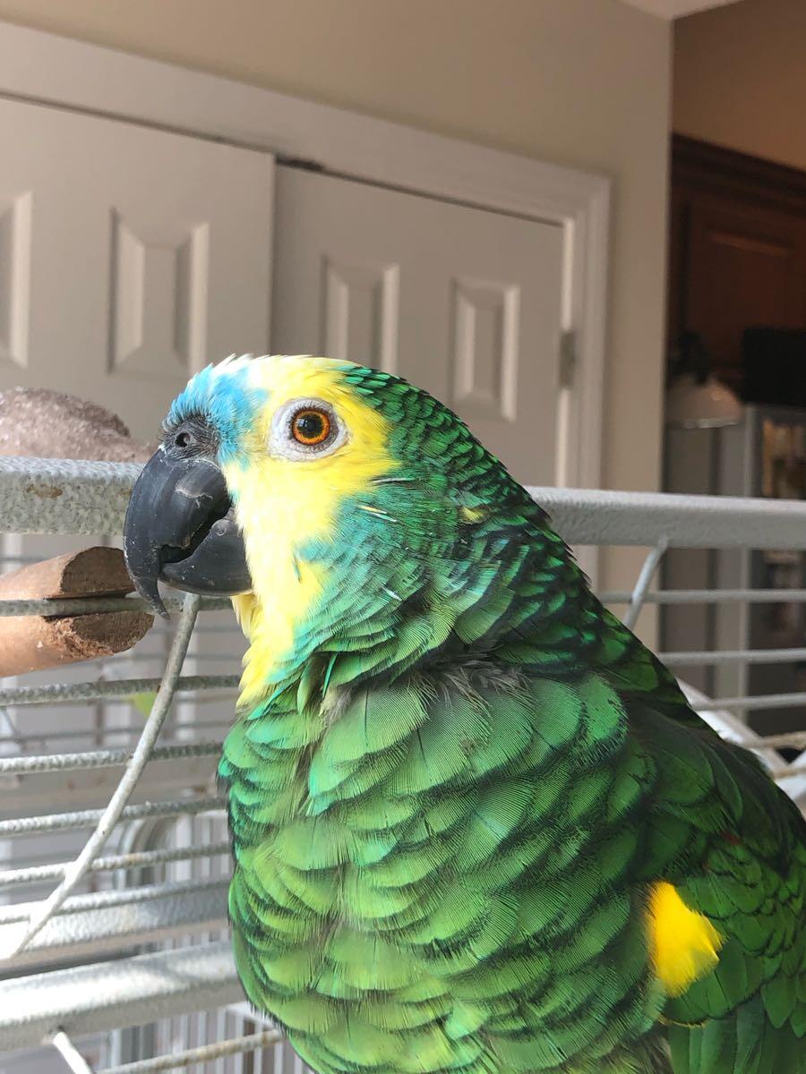 Chestnut Fronted Macaw