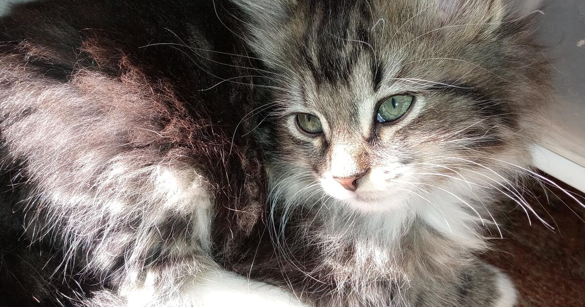 Kittens for sale for 50 in Racine, WI For Sale & Free — Nextdoor