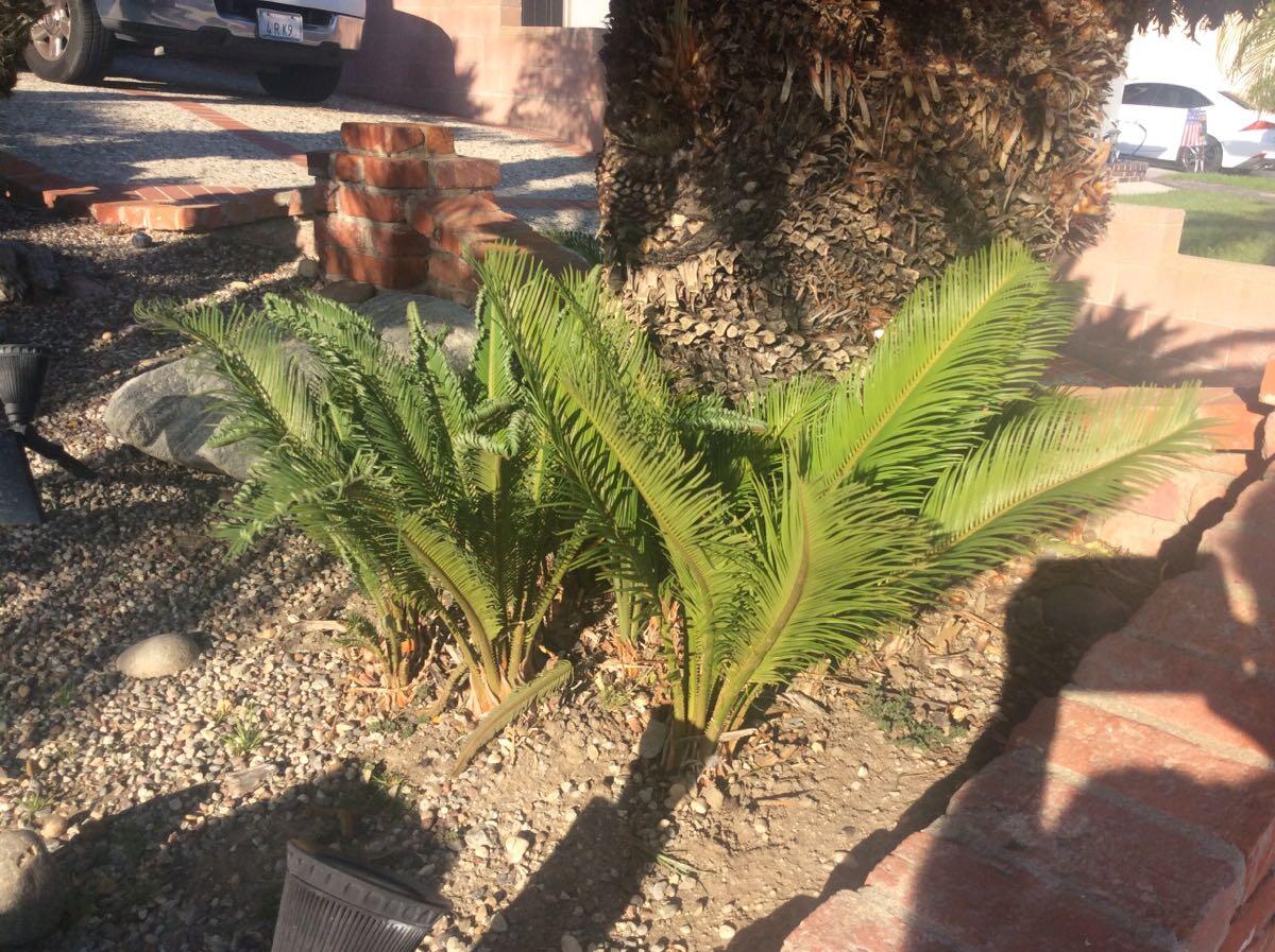 Sago Palm pups for $10 in San Pedro, CA | For Sale & Free — Nextdoor