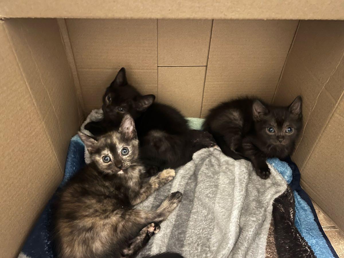 Subdivision Garage Sale The Bluffs, St. Charles (off Caulks Hill Rd