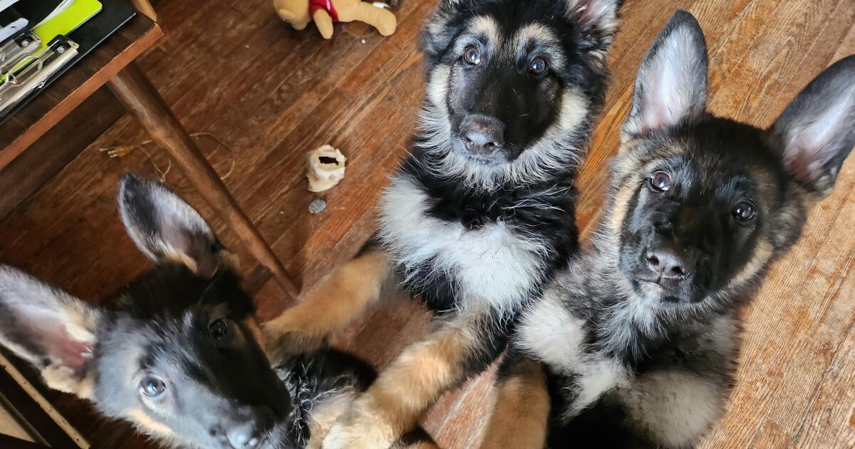 German Shepard Puppies 🐶 🐶 🐶 for $300 in Charles Town, WV | Finds ...