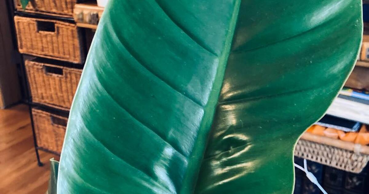 free-for-free-in-seattle-wa-for-sale-free-nextdoor