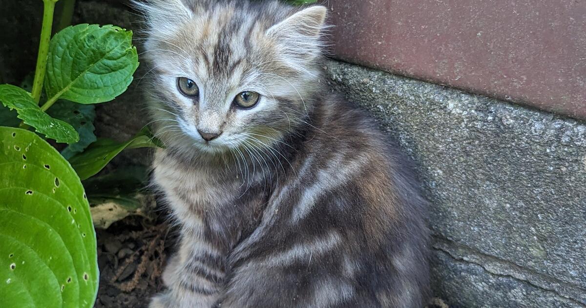 Free Kittens for Free in Quakertown, PA For Sale & Free — Nextdoor