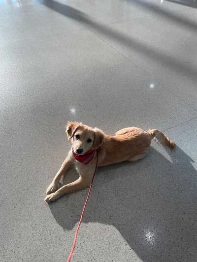 Dairydell boarding shop