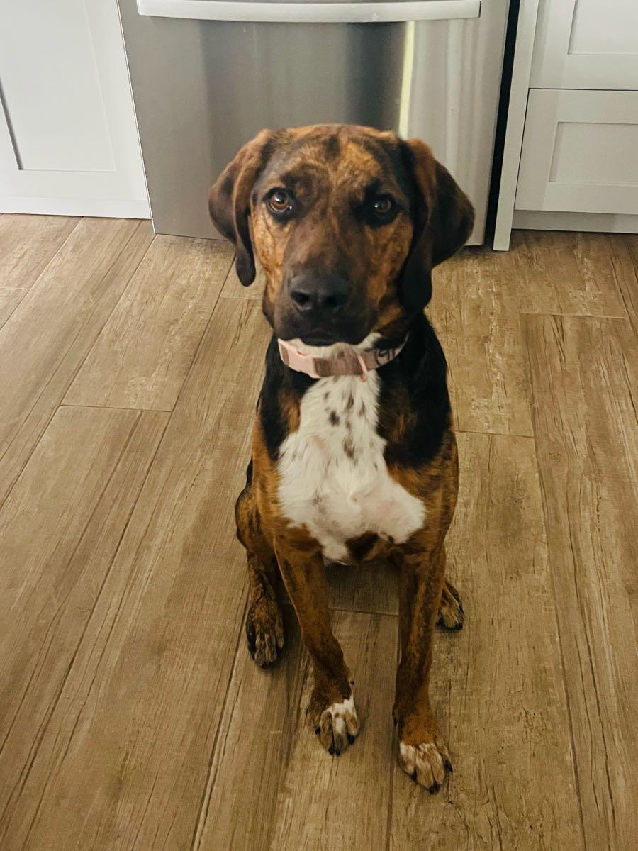 Sweet pup needs a loving home , she is not for “sale “ technically for ...
