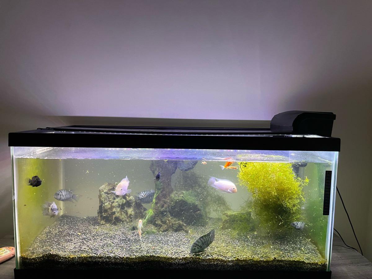 40 gallons aquarium included everything, Rocks not for sale