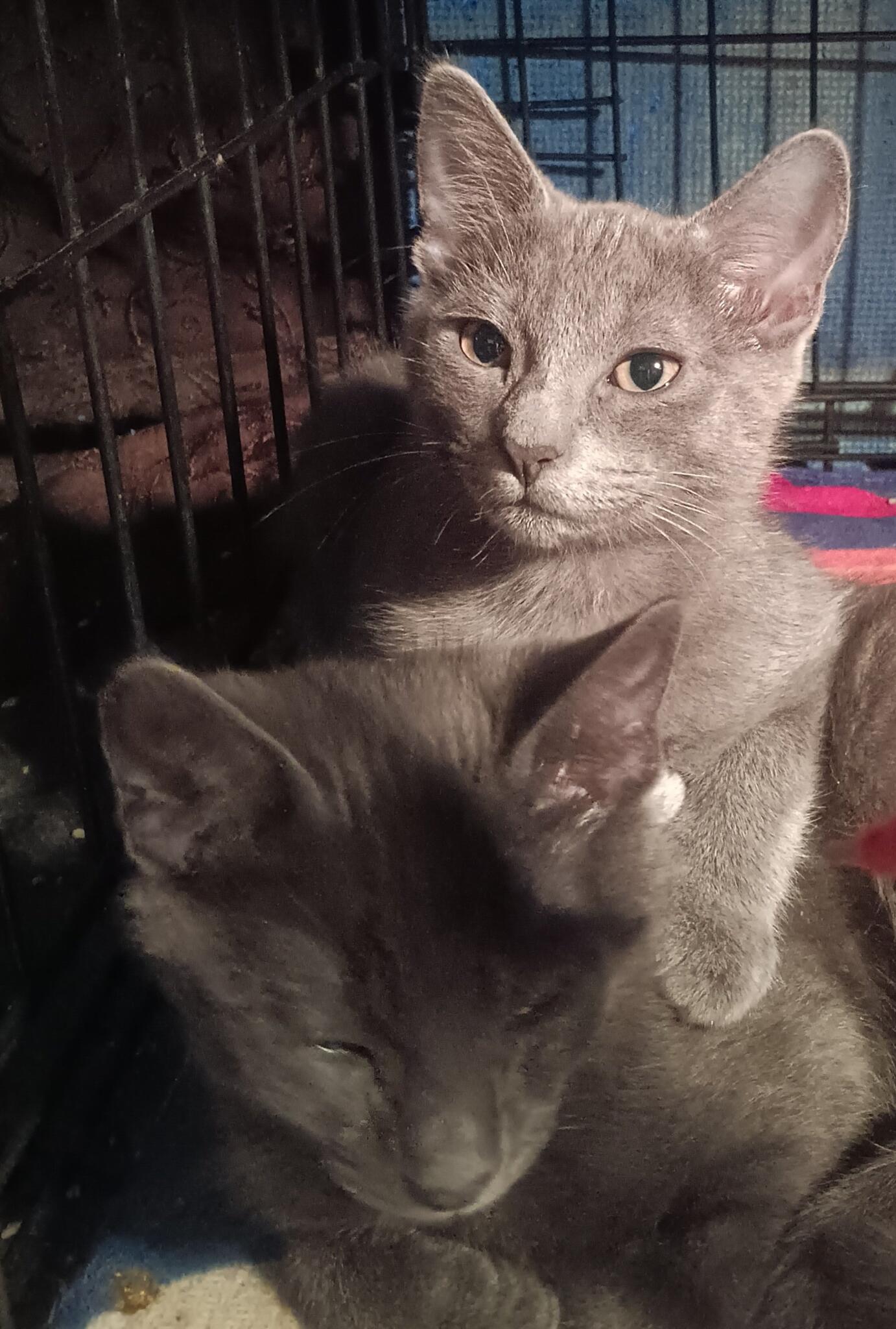 3 Kittens & Momma for Free in Killeen, TX For Sale & Free — Nextdoor