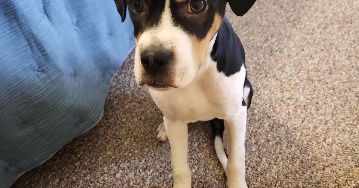 Free Puppy for Free in Orlando, FL For Sale & Free — Nextdoor