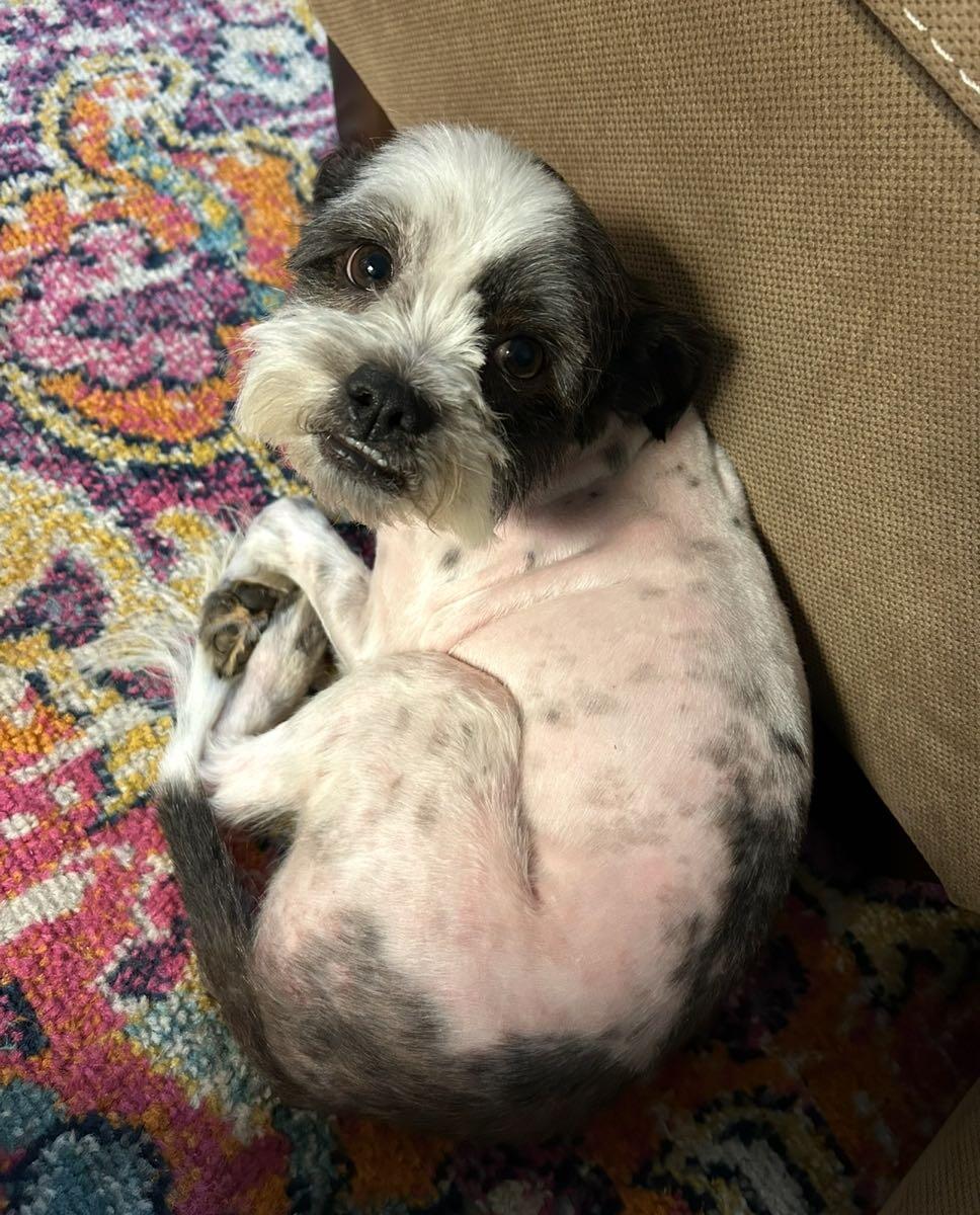 Lucerne Oleander, Lilburn Trick or Treat Map and Everything